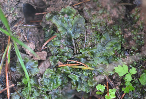 Gemeines Beckenmoos - Pellia epiphylla; Waldwegböschung oberhalb der Diebswiesen zwischen Karlsbad-Spielberg und K.-Ittersbach (G. Franke, 09.12.2025) gehört zu den Lebermoosen, Familie Pelliaceae, Gattung Beckenmoose (Pellia)