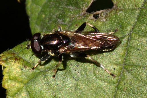 Gemeine Langbauchschwebfliege - Xylota segnis; bei Spielberg (G. Franke, Oktober 2019)