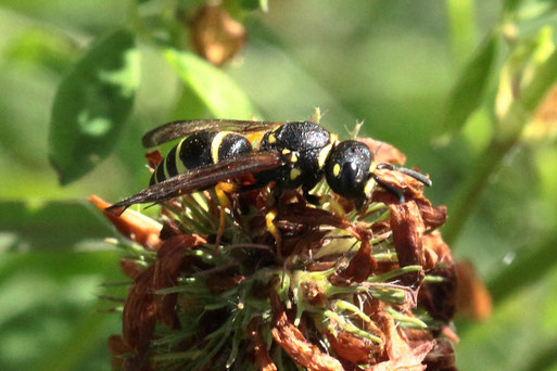 ein Expl. aus der Unterfamilie der Lehmwespen - Ancistrocerus;  Streuobstwiese südlich von Spielberg (G. Franke, 08.06.2022) Danke für die Hilfe durch das Naturkundemuseum Stuttgart - leider konnte die Art nicht genau ermittelt werden