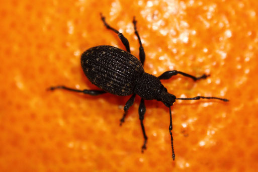 Gefurchter Dickmaulrüssler - Otyorhynchus sulcatus; Karlsbad - Wohnung - auf einer Orange (G. Franke, 25.03.2020)