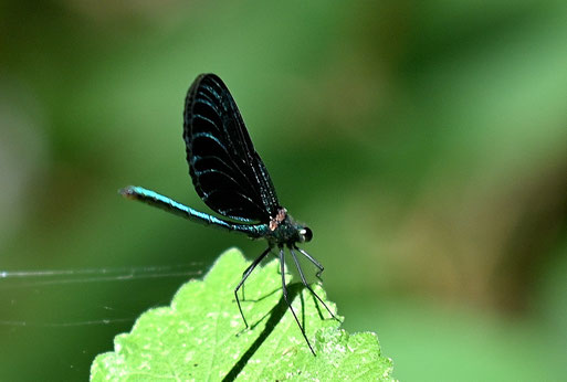 Blauflügel-Prachtlibelle bei Spielberg