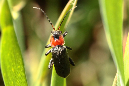 Gemeiner Weichkäfer - Cantharis fusca; am Ackerrand bei Auerbach (G. Franke, 19.05.2021)