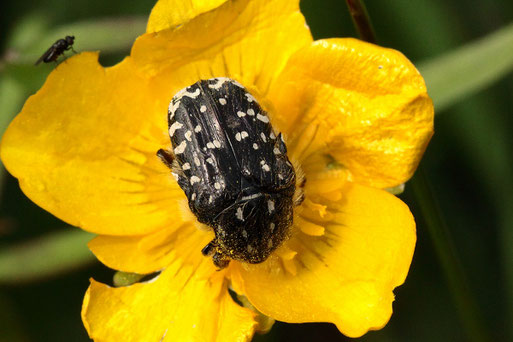 Trauer-Rosenkäfer - Oxythyrea funesta; Wiese bei Spielberg (G. Franke, 19.05.2021)