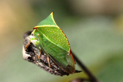 Büffelzikade - Stictocephala bisonia; aus der Fam. der Buckelzikaden - Garten bei Karlsbad-Spielberg; Anfang des 20. Jahrhunderts aus den USA nach Europa eingeschleppt und 1912 aus Ungarn gemeldet - in Deutschl.  seit den 60er Jahren (G. Franke, 22.08.20)