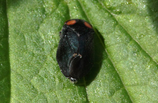 Mönchszikade - Penthimia nigra (ausgewachsene Zikade); Garten bei Spielberg (G. Franke, 28.04.2019)