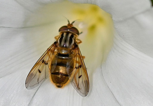 Gemeine Goldschwebfliege - Ferdinandea cuprea; bei Karlsbad-Spielberg (G. Franke, 30.06.2026)