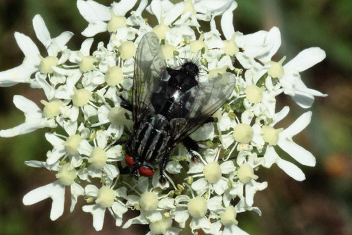 Graue Fleischfliege - Sarcophaga carnaria; Streuobstwiese südlich von Spielberg (G. Franke, 16.07.2022)