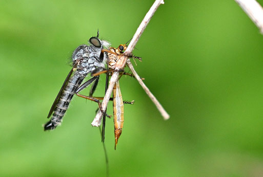 Garten-Raubfliege - Neomochtherus geniculatus; Wegrand bei Straubenhardt-Langenalb (G. Franke, 03.08.2025)