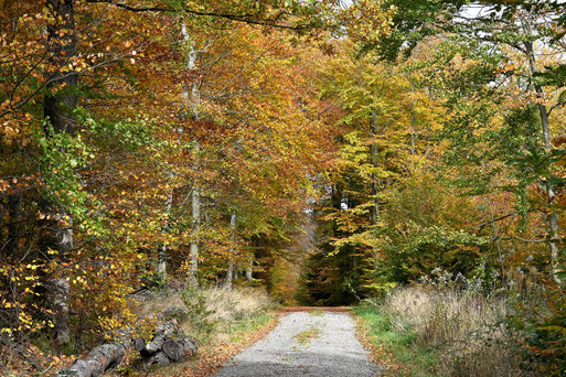Waldweg bei Karlsbad-Langensteinbach (G. Franke, 28.10.2025)
