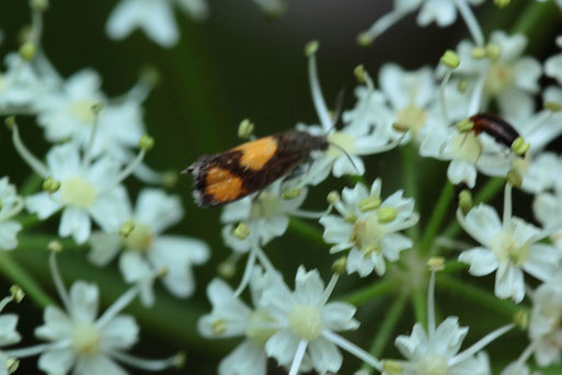 Bärenklauwickler - Pammene aurana; Wiesenwegrand am Waldrand bei Lautenbach (G. Franke, August 2017)