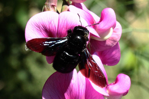 Schwarzblaue Holzbiene - Xylocopa violacea, bei Spielberg; Vorwarnstufe in der Roten Liste von Baden-Württemberg (G. Franke, Sommer 2020)