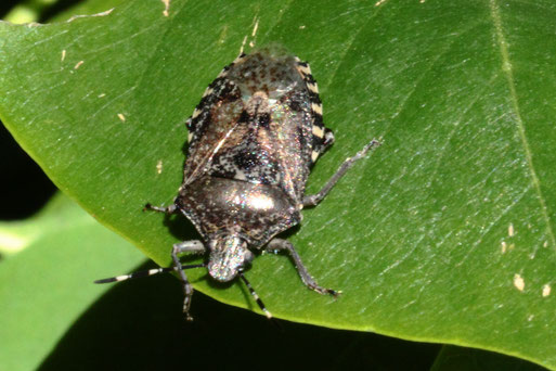 Graue Gartenwanze - Rhaphigaster nebulosa; Garten bei Spielberg (G. Franke, 23.05.2021)