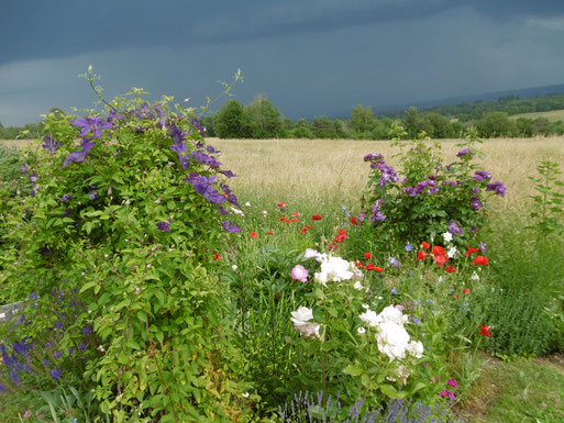 Garten im Spätsommer (M. Franke)