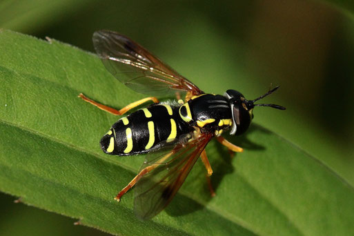 Späte Wespenschwebfliege - eine relativ seltene Schwebfliegenart; Waldwegrand bei Straubenhardt-Langenalb (G. Franke, 27.08.2020)