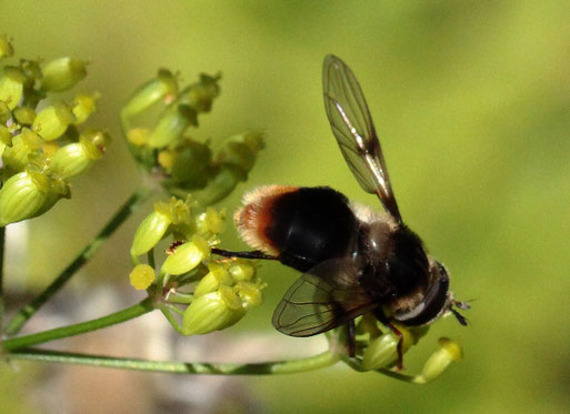 Eriozona syrphoides - Bunte Pelzschwebfliege; unterhalb der Teufelsmühle - bevorzugt Doldenblütler ist meist in der höheren montanen Region zu finden (G. Franke, August 2019)