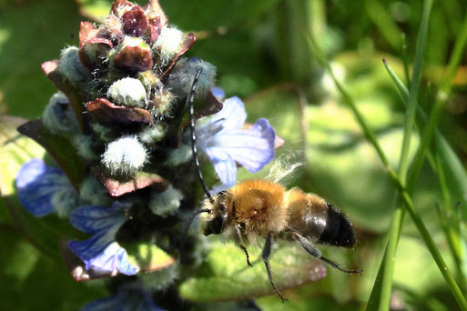 Mai-Langhornbiene - Eucera nigrescens; fliegt die Blüten des Kriechenden Günsels an - Streuobstwiese südl. Spielberg (G. Franke, 28.04.2022)