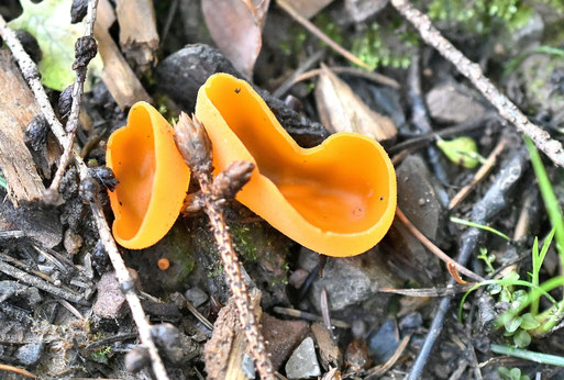 Orangebecherling, Gemeiner Orangebecherling, Orangeroter Becherling