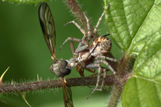 Laufspinne der Gattung Philodromus mit Beute; Streuobstwiese südlich von Spielberg (G. Franke, 24.05.2022) Danke für die Hinweise des Naturkundemuseums Stuttgart