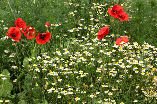 Echte Kamille und Klatsch-Mohn - bunter Maisfeldrand bei Langensteinbach auch noch im September (G. Franke, 11.09.2021)