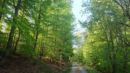 unterwegs zwischen Albquelle und Zieflesberg bei Bad Herrenalb - Unterer Axtlohweg  (G. Franke, 26.04.2020)