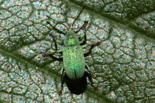 Grünrüssler der Gattung Phyllobius auf einem Obstbaumblatt - -Streuobstwiese südlich von Spielberg (G. Franke, 14.05.2022) Danke für die Hinweise von kerbtier.de