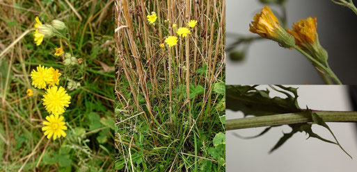 Kleinköpfiger Pippau - Crepis capillaris; Feldrand bei Langensteinbach (G. Franke, 27.07.2021)