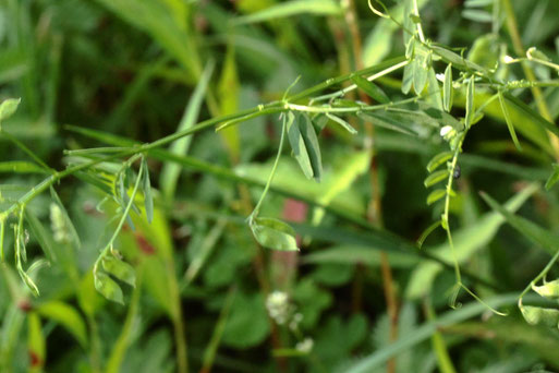 Rauhaarige Wicke - Vicia hirsuta; bereits mit Hülsen (zweisamig) - hat sehr kleine, bläulich-weiße Blüten; Streuobstwiesenrand am Wald südwestlich von Spielberg (G. Franke, 19.07.2022)