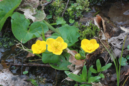 Sumpf-Dotterblume - Caltha palustris; bei Marxzell-Pfaffenrot (G. Franke, März 2015)