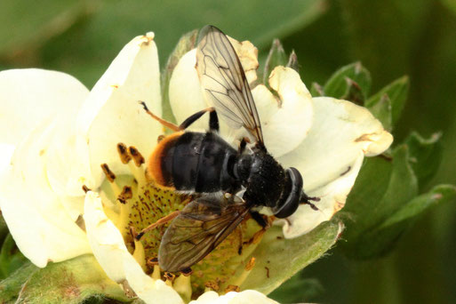 Blera fallax - Hundeschnauzen-Schwebfliege; bei Spielberg (G. Franke, Mai 2021)