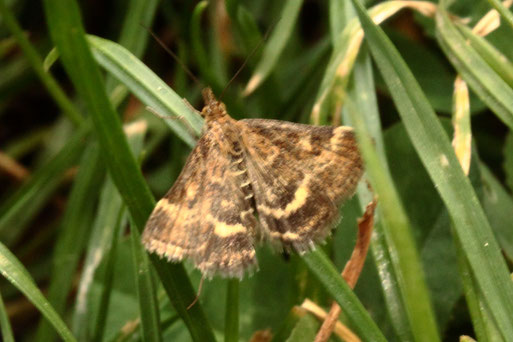 Olivbrauner Zünsler - Pyrausta despicata; Streuobstwiese südlich von Spielberg (G. Franke, 12.04.2022)