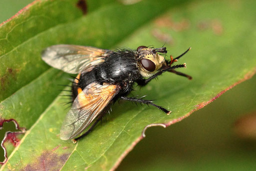 Große Borsten-Raupenfliege - Nowickia ferrox; Garten bei Spielberg (G. Franke, 31.08.2021)