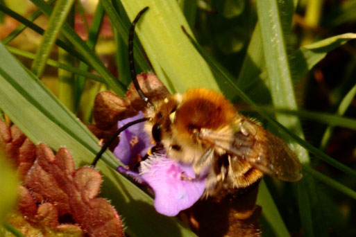 Mai-Langhornbiene - Eucera nigrescens; emsig in Kniehöhe umherfliegende Wildbienen, mit Vorliebe für die Blüten der Zaunwicke, aber auch auf Roter Taubnessel oder Gundermann zu finden - Ackerrand an einem Grünweg bei Langensteinbach (G. Franke, 10.05.21)