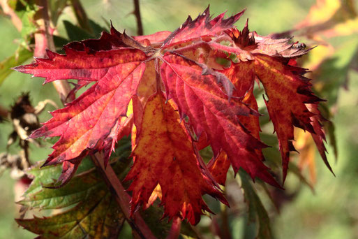 Herbstfärbung - Blatt der Schlitzblättrigen Brombeere bei Karlsbad-Spielberg (G. Franke, 16.10.2019)