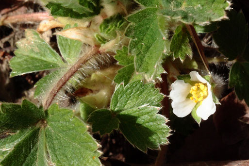 Das erste blühende Erdbeer-Fingerkraut - Potentilla sterilis; an einer sonnigen und geschützten Waldwegböschung bei Auerbach (G. Franke, 25.02.2021)