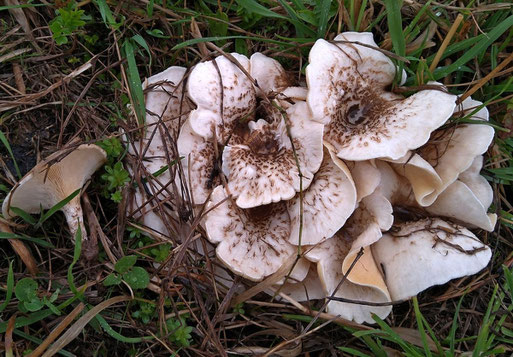 Getigerter Knäueling - Lentinus tigrinus; Streuobstwiese bei Spielberg (Bernd Miggel, 27.09.2022)