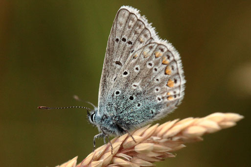 Hauhechel-Bläuling - Polyommatus icarus; Streuobstwiese bei Karlsbad-Spielberg (G. Franke, 13.06.2020)