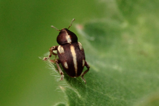 Fünfpunkt-Blütenrüssler - Tychius quinquepunctatus;  in Spielberger Garten - ca. 3 - 4 mm lang (G. Franke, 21.05.2021)