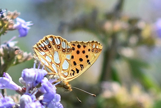 Kleiner Perlmuttfalter - Issoria lathonia; bei Karlsbad-Spielberg (G. Franke, 14.08.2025)