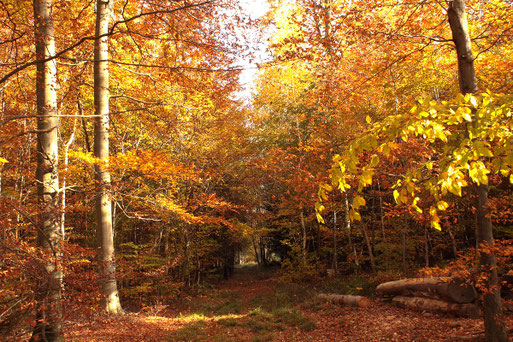 Herbsteindrücke bei Spielberg (G. Franke, 10.11.2021)