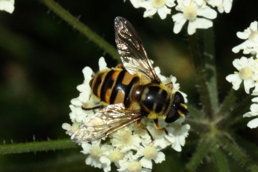Totenkopf-Schwebfliege - Myathropa florea; am Maisfeldrand bei Auerbach (G. Franke, 12.08.2021)