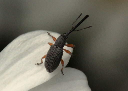 Langrüsseliger Stockrosen-Spitzmausrüssler - Rhopalapion longirostre, ca. 3 mm,  Garten bei Karlsbad-Spielberg (G. Franke, 18.06.2020)