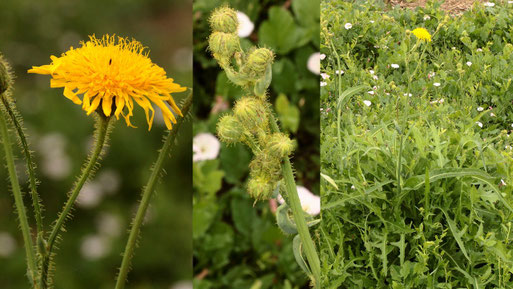 Acker-Gänsedistel - Sonchus arvensis; Ackerrand bei Langensteinbach - Blüte/Knospen/Pflanze (G. Franke, 04.08.2021)