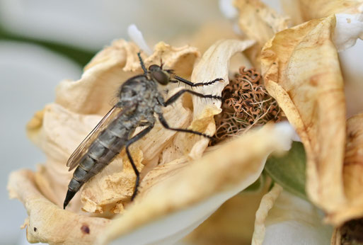 Harpunen-Raubfliege - Machimus intermedius; Garten bei Karlsbad-Spielberg - ruhend auf verblühter Rose (G. Franke, 20.08.2025) vielen Dank für die Bestimmungshilfe bei iNaturalist