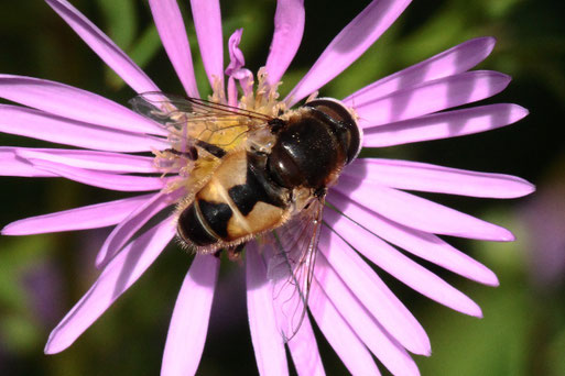 Eristalis arbustorum - Kleine Keilfleckschwebfliege; ca. 8 - 10 mm lang, männlich; Blütenbesuch auf Herbstastern bei Spielberg (G. Franke, 28.09.2021)