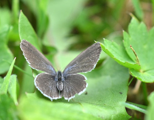 Kurzschwänziger Bläuling; weiblich; Garten bei Karlsbad-Spielberg (G. Franke, 20.08.2025)