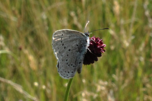 Heller Wiesenknopf-Ameisen-Bläuling - Maculinea teleiu;  bei Ittersbach (G. Franke, 2018)