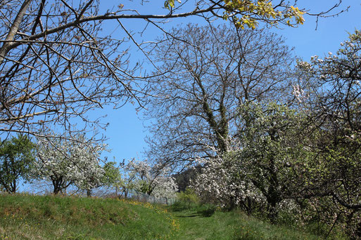 Frühlingseindrücke zwischen Loffenau und Lautenbach (G. Franke, 20.04.2022)