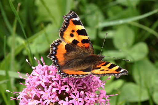Kleiner Fuchs - Aglais urticae; Garten bei Karlsbad-Spielberg (G. Franke, 08.06.2021)