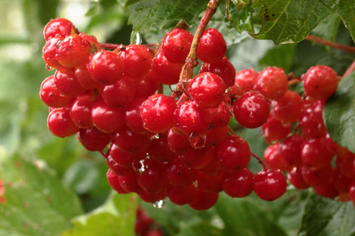Beeren des Gewöhnlichen Schneeballs - Viburnum opulus, bei Spielberg (G. Franke, 28.08.2021)