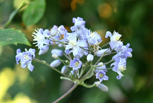 Clematisblüten - ein Anziehungspunkt für Insekten (G. Franke, 26.08.2025)
